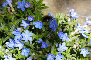 Lithodora Heavenly Blue,    